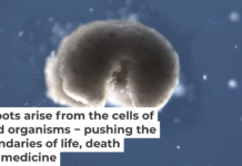 Biobots could one day be engineered to deliver drugs and clear up arterial plaque. Kriegman et al. 2020/PNAS, CC BY-SA